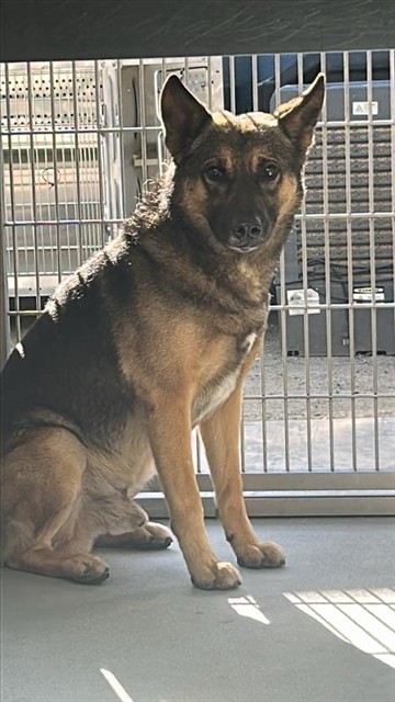 Milo, a German Shepherd, available for adoption