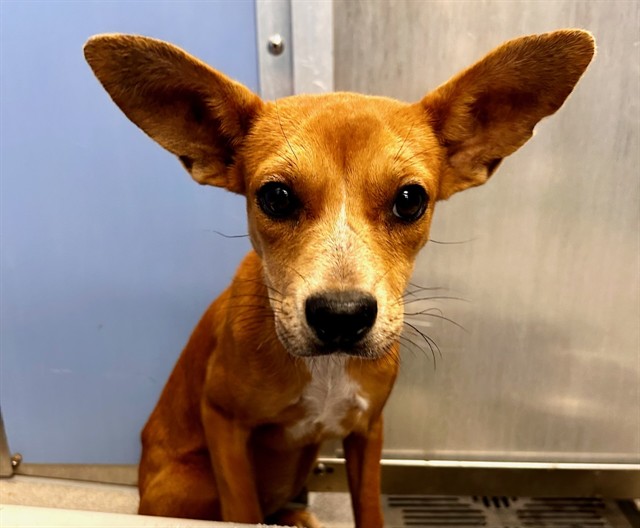 Dormouse, a Carolina Dog (mix breed), available for adoption
