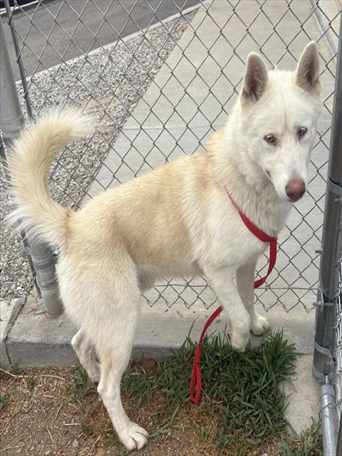 Mayhem, a Siberian Husky, available for adoption