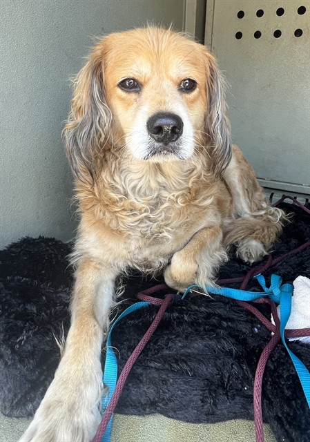 A5802018, a Cocker Spaniel, available for adoption