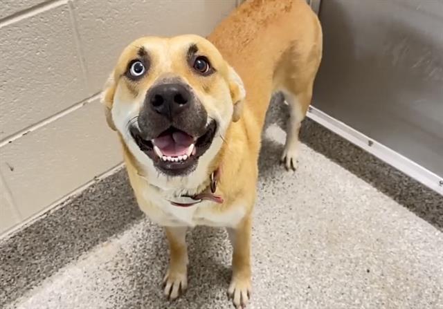 Autumn, a Labrador Retriever (mix breed), available for adoption