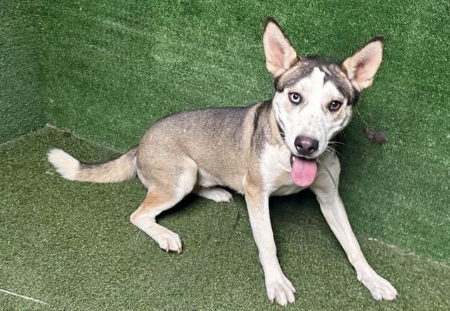 Koda, a Siberian Husky, available for adoption