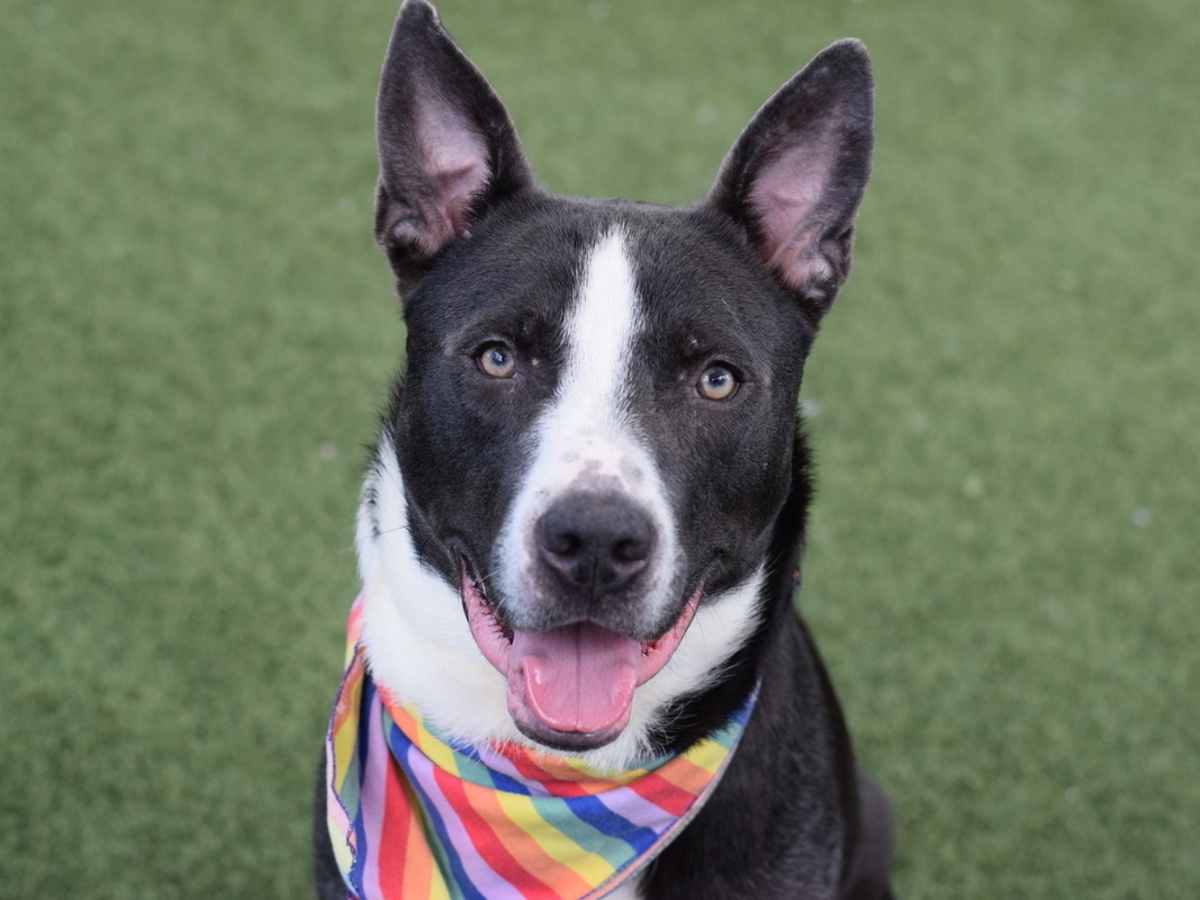 River, a Terrier, available for adoption