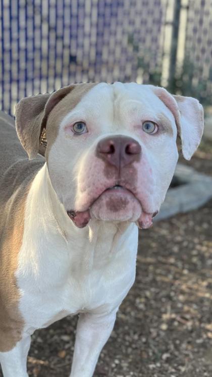 Damu, a American Bulldog, available for adoption