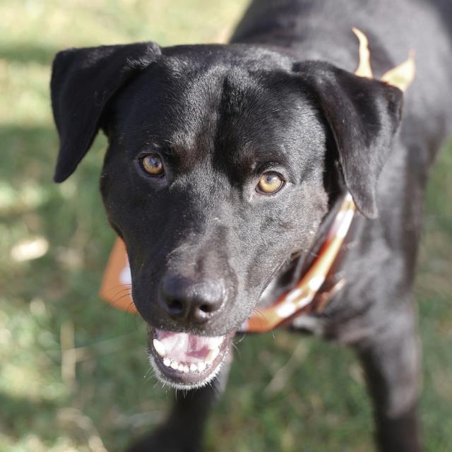 Marcus, a Retriever, available for adoption