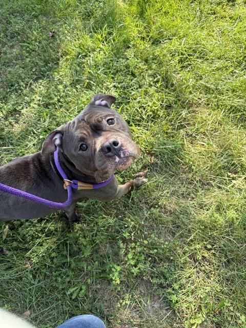 Bubba, a American Staffordshire Terrier, available for adoption