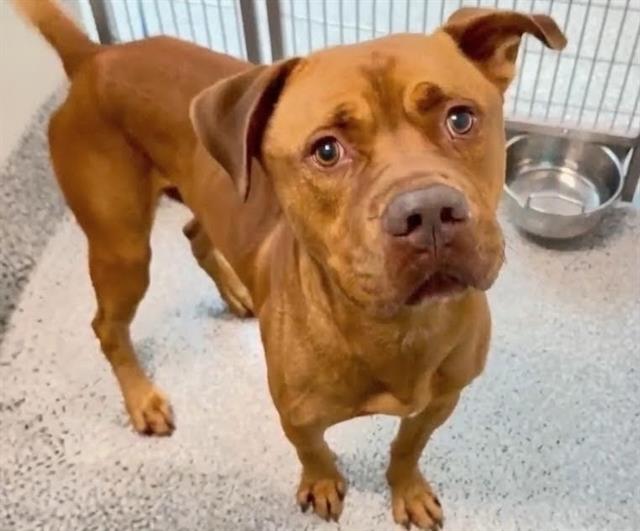 Clifford, a Dogue de Bordeaux (mix breed), available for adoption