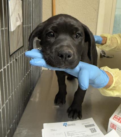 Connie, a Labrador Retriever (mix breed), available for adoption