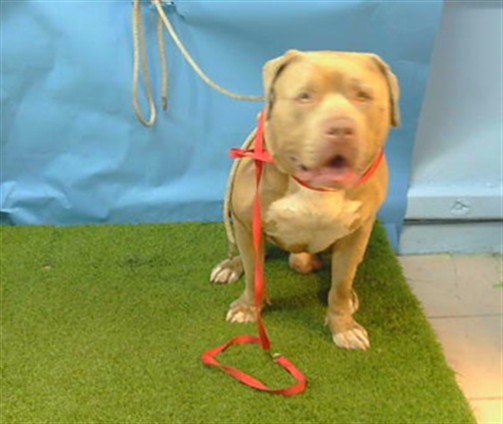 A5805103, a Bullmastiff, available for adoption