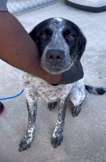 Oreo, a Australian Cattle Dog/Blue Heeler (mix breed), available for adoption