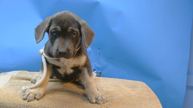 A5805217, a Cattle Dog, available for adoption