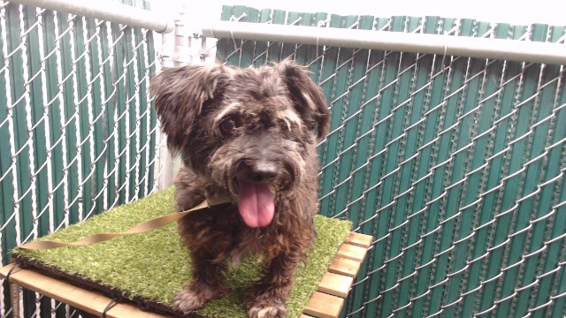 Chiquito, a Terrier, available for adoption