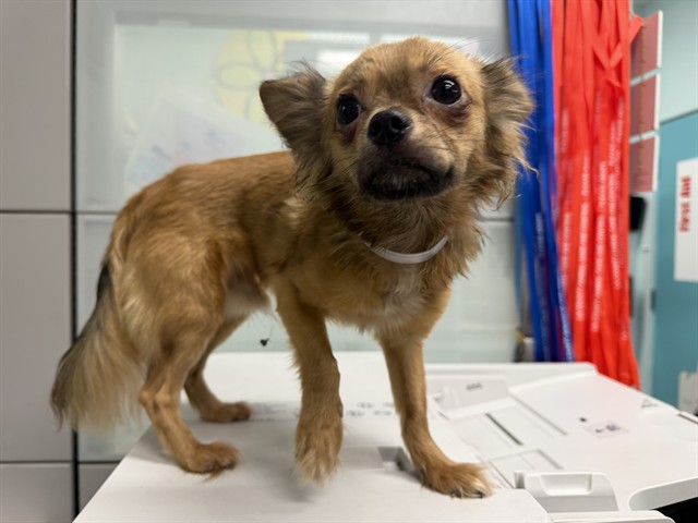 Toffee, a Chihuahua, available for adoption
