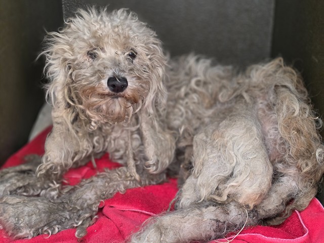 A5805407, a Poodle, available for adoption