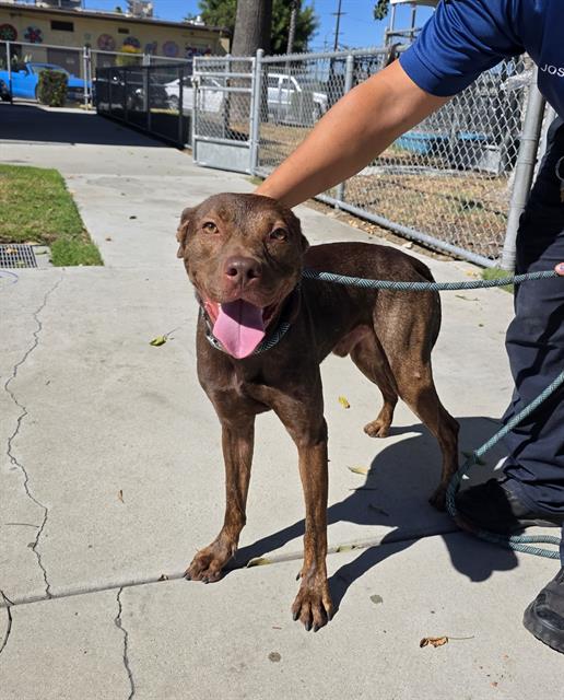 Bruce, a Bullmastiff, available for adoption