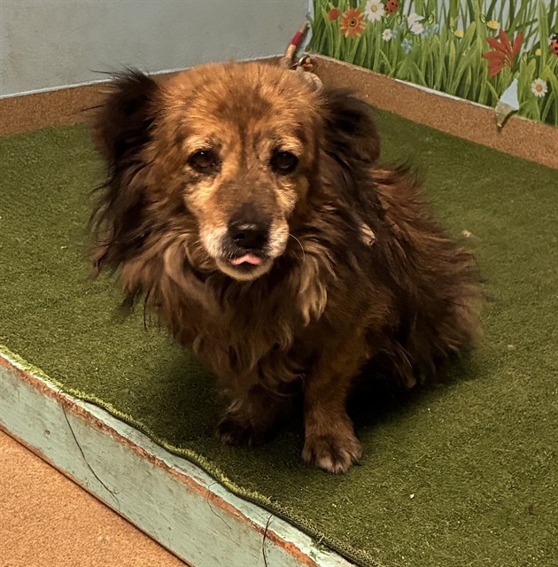 Buster, a Chihuahua, available for adoption