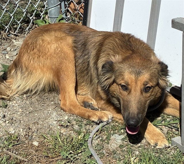 Caramel, a Collie (mix breed), available for adoption