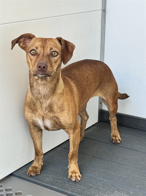 Snickers, a Chihuahua (mix breed), available for adoption
