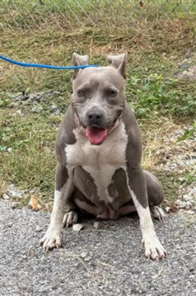 Misty, a Pit Bull Terrier (mix breed), available for adoption