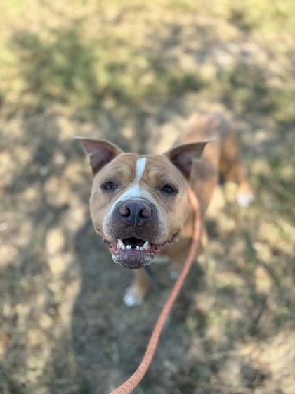 Boston, a Pit Bull Terrier, available for adoption