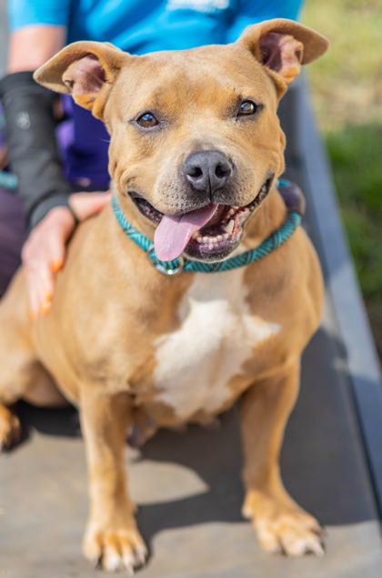 Imani, a American Staffordshire Terrier (mix breed), available for adoption