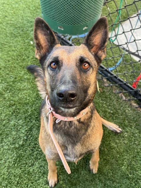 Tina, a Belgian Shepherd Malinois (mix breed), available for adoption