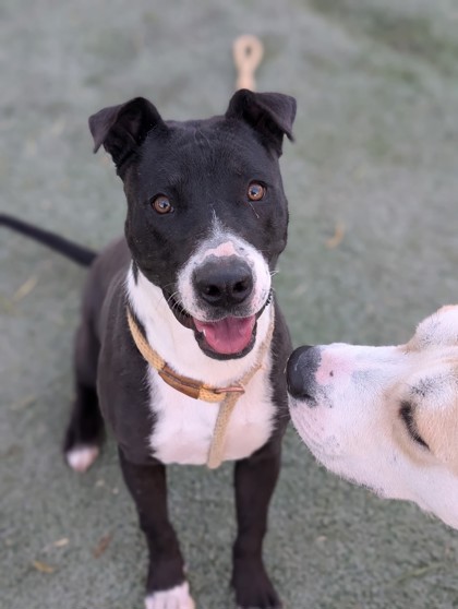Yuzu, a Pit Bull Terrier (mix breed), available for adoption