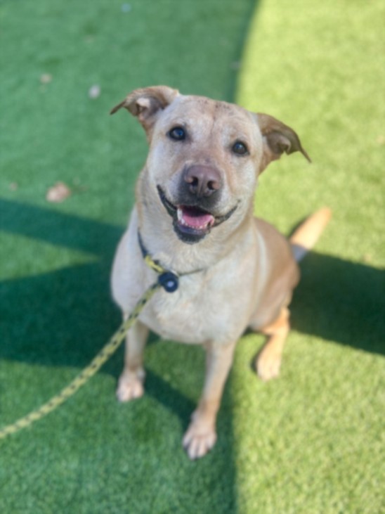 Loly, a Labrador Retriever (mix breed), available for adoption