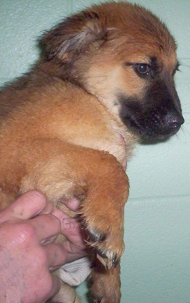 Other Photos of thie Dog