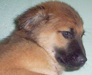 Other Photos of thie Dog