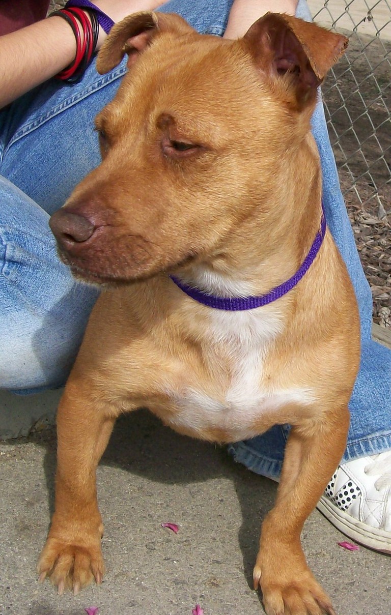 Other Photos of thie Dog