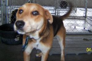 Other Photos of thie Dog
