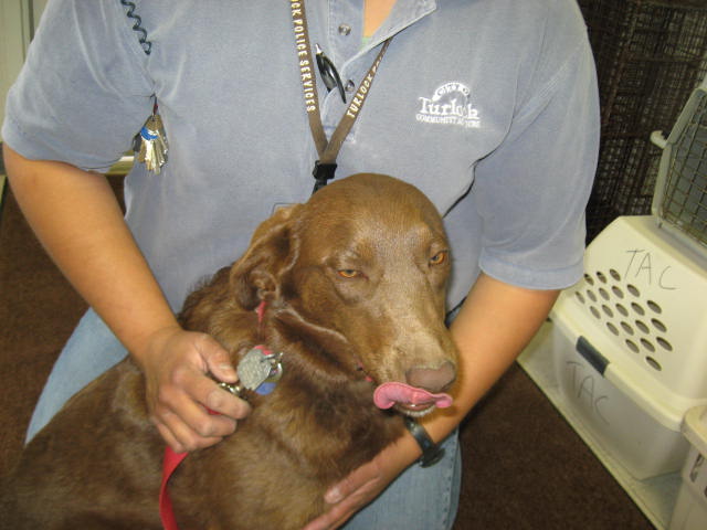 Main Photo of this Dog