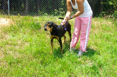 Other Photos of thie Dog