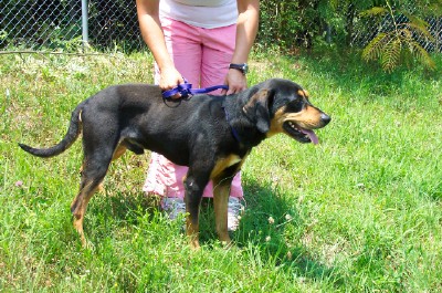 Other Photos of thie Dog