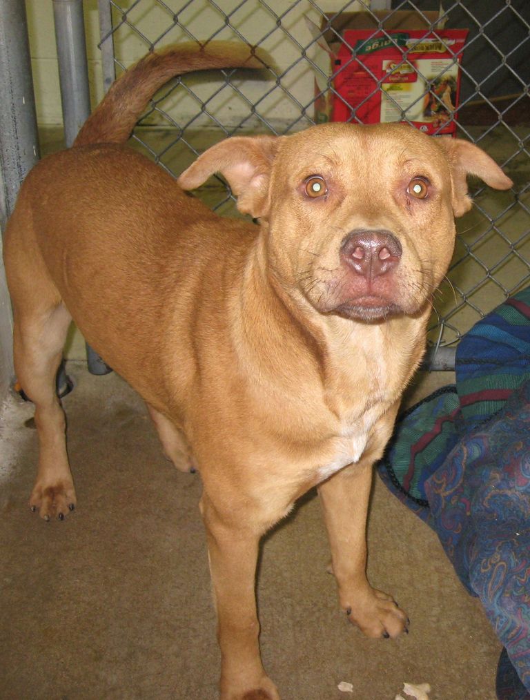 Other Photos of thie Dog