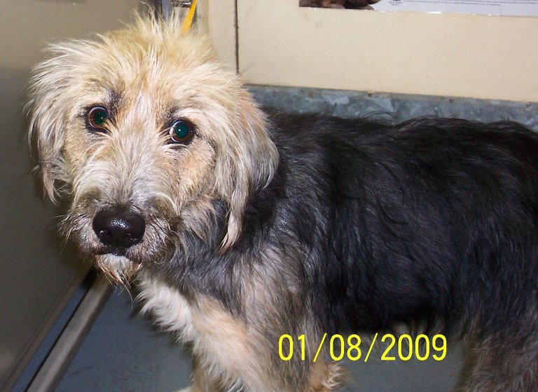 Other Photos of thie Dog