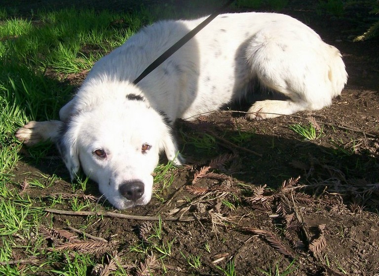 Other Photos of thie Dog