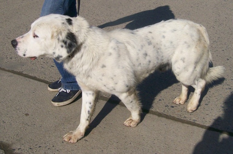 Other Photos of thie Dog