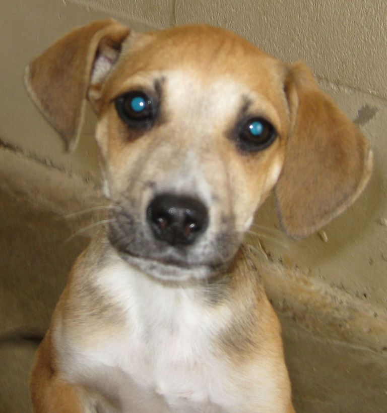 Other Photos of thie Dog