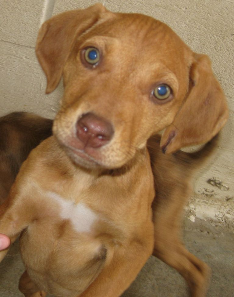 Other Photos of thie Dog