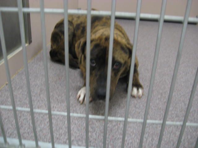 Other Photos of thie Dog