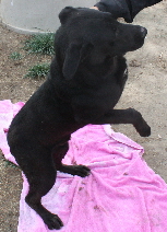 Other Photos of thie Dog