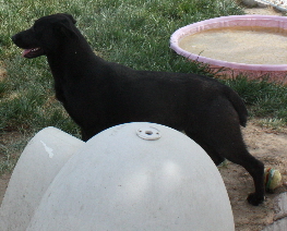 Other Photos of thie Dog