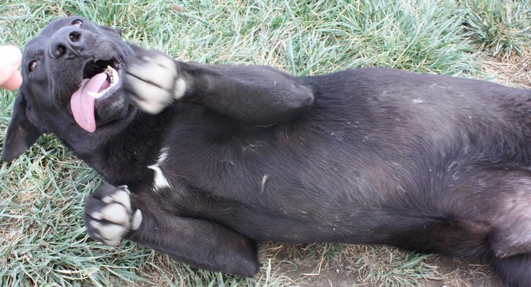 Other Photos of thie Dog