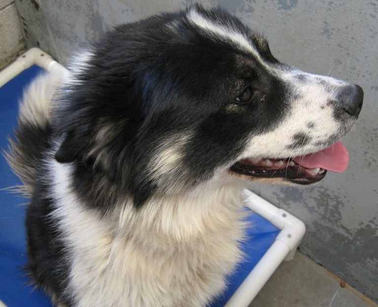 Other Photos of thie Dog