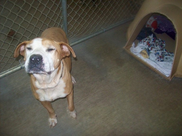Other Photos of thie Dog