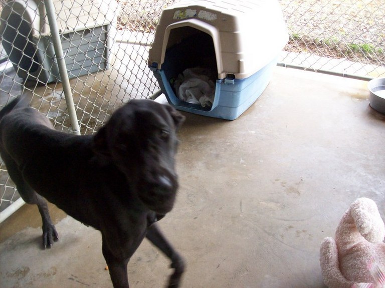 Other Photos of thie Dog