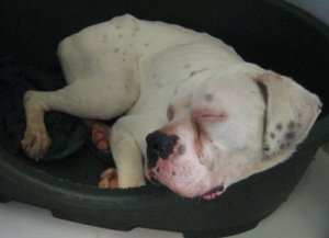 Other Photos of thie Dog