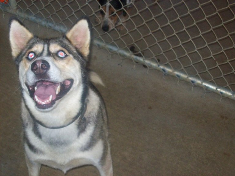 Other Photos of thie Dog